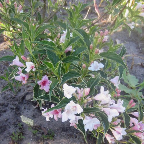 kaunis veigela variegata