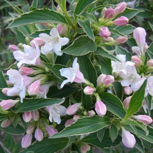 kaunis veigela variegata