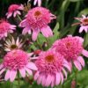 Punane siilkübar<br/> 'Pink Double Delight' <br/><span class="toote_lisa">Echinacea purpurea</span> - Image 2