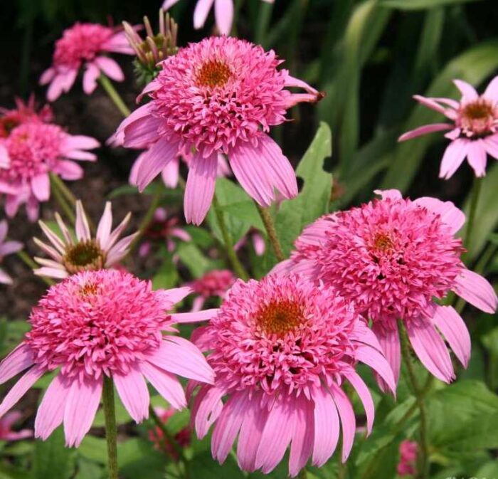 Punane siilkübar<br/> 'Pink Double Delight' <br/><span class="toote_lisa">Echinacea purpurea</span> - Image 2