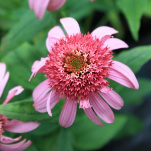 punane siilkübar pink double delight