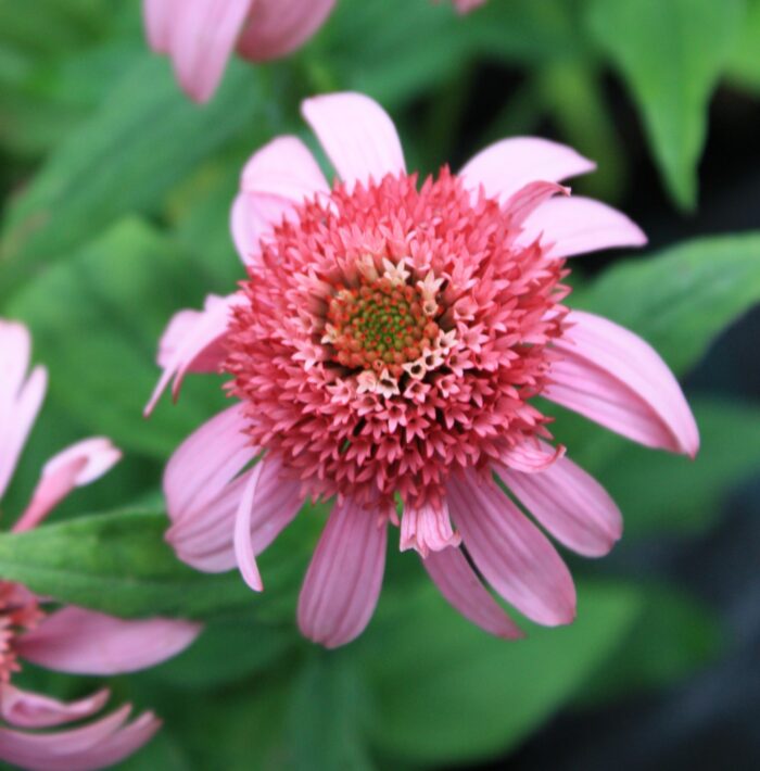 punane siilkübar pink double delight