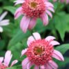 Punane siilkübar<br/> 'Pink Double Delight' <br/><span class="toote_lisa">Echinacea purpurea</span> - Image 3
