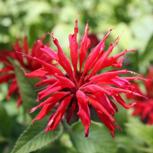 Monardad
