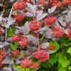 Lodjap-põisenelas<br/>'Diabolo'<br/><span class="toote_lisa">Physocarpus opulifolius</span> - Image 2