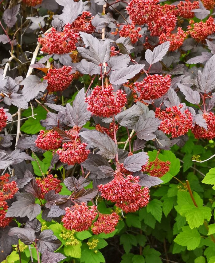 Lodjap-põisenelas<br/>'Diabolo'<br/><span class="toote_lisa">Physocarpus opulifolius</span> - Image 2