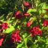 veigela red prince