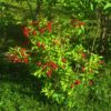 Veigela<br/>'Red Prince'<br/><span class="toote_lisa">Weigela x hybrida</span> - Image 3