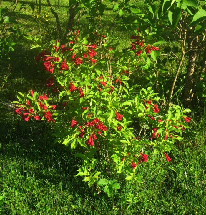 Veigela<br/>'Red Prince'<br/><span class="toote_lisa">Weigela x hybrida</span> - Image 3