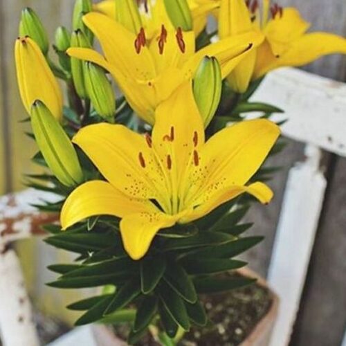 aasia liilia fantasiatic yellow