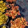 Jaapani enelas<br/>'Goldflame'<br/><span class="toote_lisa">Spirea japonica</span> - Image 2