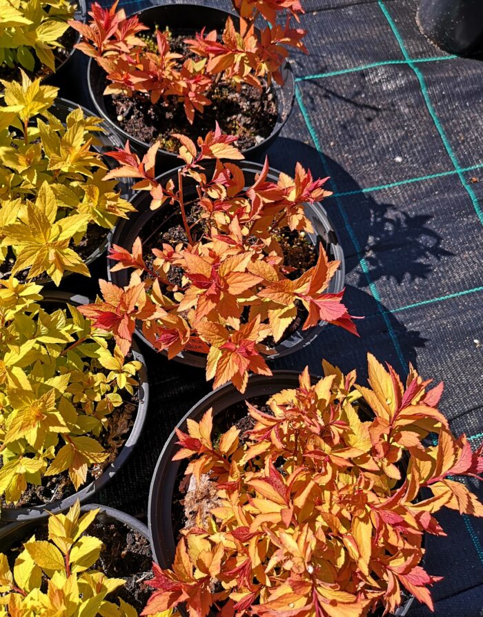 Jaapani enelas<br/>'Goldflame'<br/><span class="toote_lisa">Spirea japonica</span> - Image 2