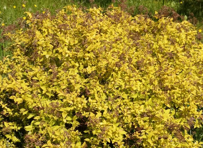 Jaapani enelas<br/>'Gold Mound'<br/><span class="toote_lisa">Spirea japonica</span> - Image 4