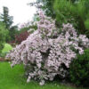 kolkvitsia pink cloud