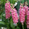 Lepalehine kletra<br/>'Ruby Spice'<br/><span class="toote_lisa">Clethra alnifolia</span> - Image 3