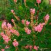 lepalehine kletra ruby spice