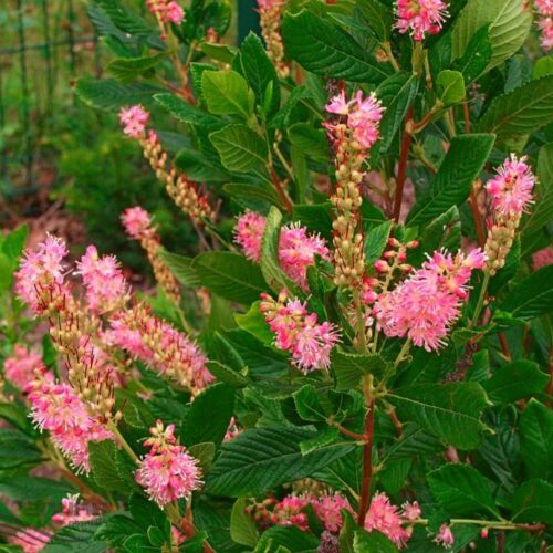 lepalehine kletra ruby spice