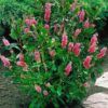 Lepalehine kletra<br/>'Ruby Spice'<br/><span class="toote_lisa">Clethra alnifolia</span> - Image 4