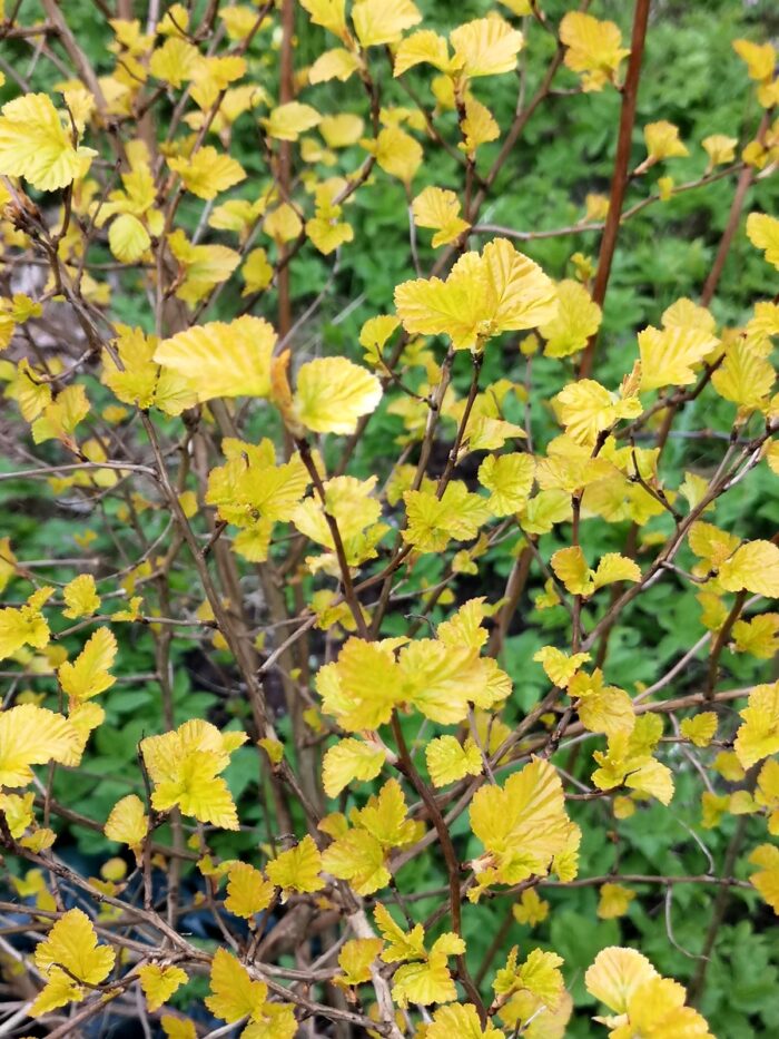 Lodjap-põisenelas<br/>'Luteus'<br/><span class="toote_lisa">Physocarpus opulifolius</span> - Image 3