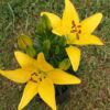 Aasia liilia<br/>'Fantasiatic Yellow'<br/><span class="toote_lisa">Lilium</span>