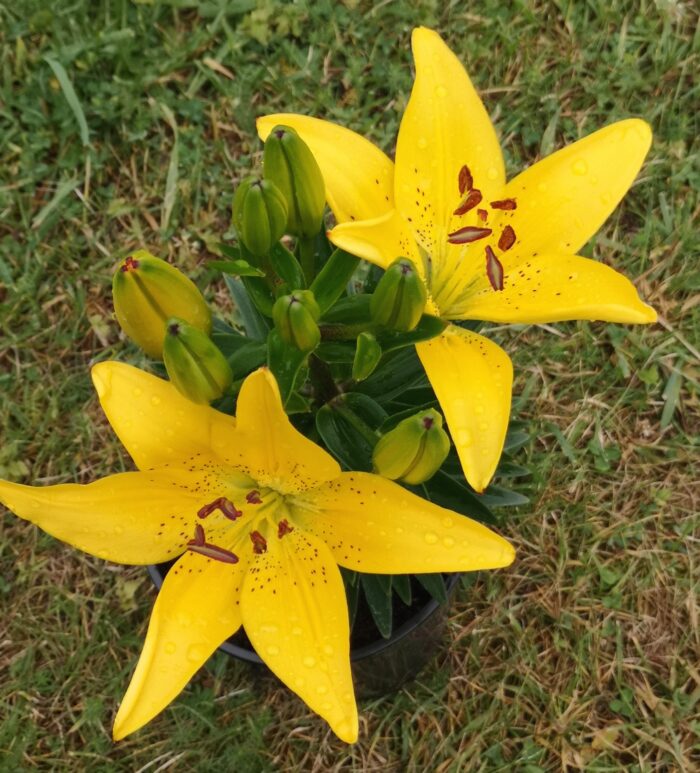 Aasia liilia<br/>'Fantasiatic Yellow'<br/><span class="toote_lisa">Lilium</span>