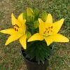 aasia liilia fantasiatic yellow