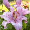 orientaalliilia curley sue