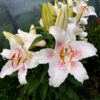 orientaalliilia muscadet