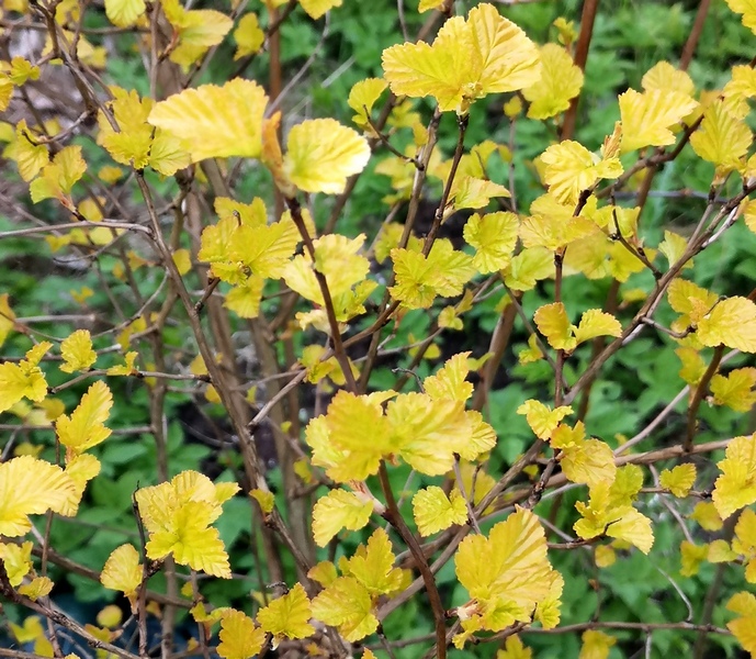 Lodjap-poisenelas ‘Luteus’ lodjap-põisenelas luteus