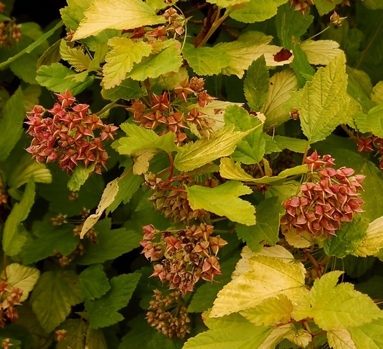 ‘Luteus’ lodjap-põisenelas