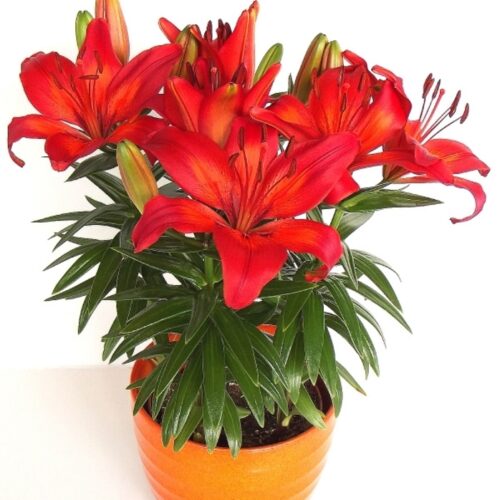 aasia liilia fantasiatic red