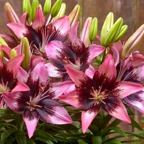 aasia liilia fantasiatic serious hotspot