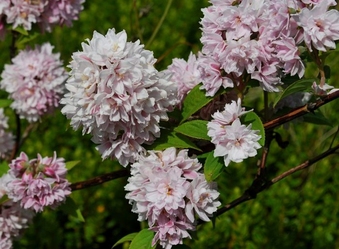 Deutzia Rosea Plena vv deutsia rosea plena