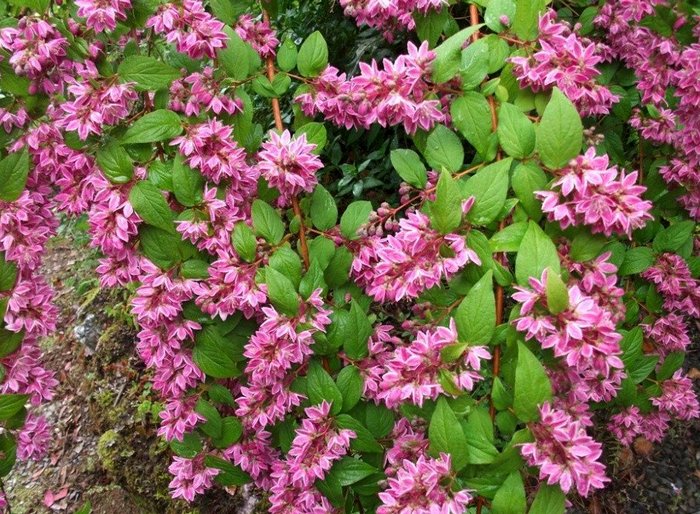 Deutzia Strawberry Fields vv deutsia strawberry fields