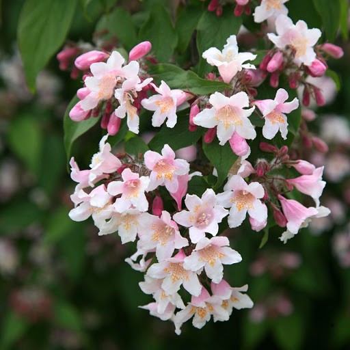 Kolkwitzia amabilis ‘Pink Cloud’ v