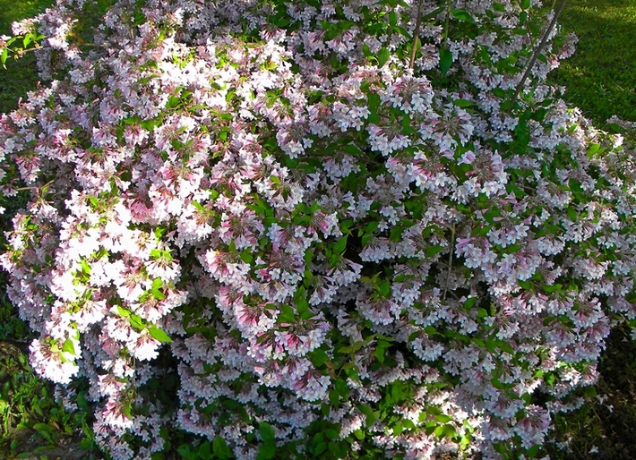 Kolkwitzia amabilis ‘Pink Cloud’ vv