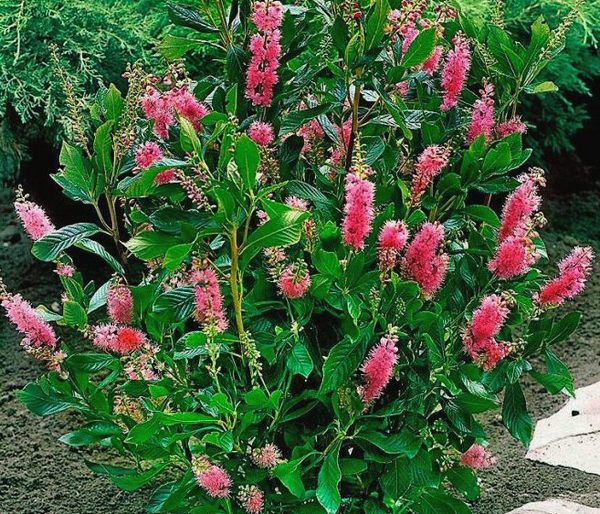 Lepalehine kletra ‘Ruby Spice’