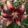 Liilia<br/>'Chocolate Event'<br/><span class="toote_lisa">Lilium</span> - Image 2