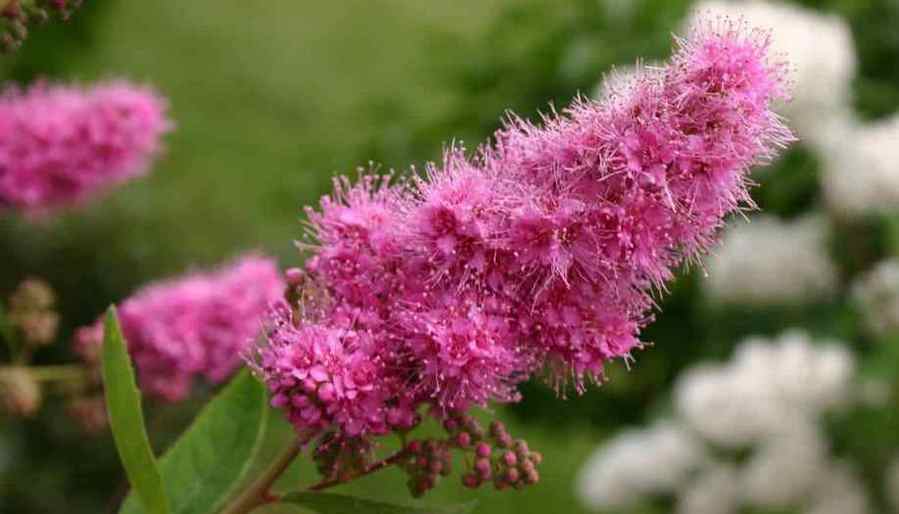 Spirea billardii hambuline enelas