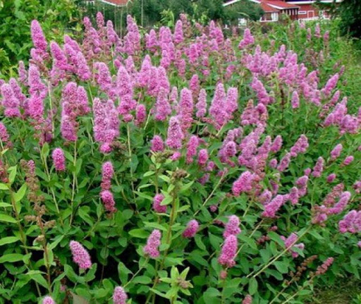Spirea billardii hambuline enelas