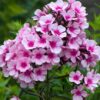 Aedfloks<br/> 'Bright Eyes' <br/><span class="toote_lisa">Phlox paniculata</span> - Image 3