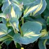 hosta dream queen