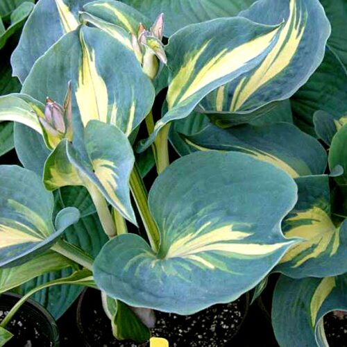 hosta dream queen