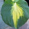 hosta dream queen