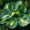 hosta dream queen