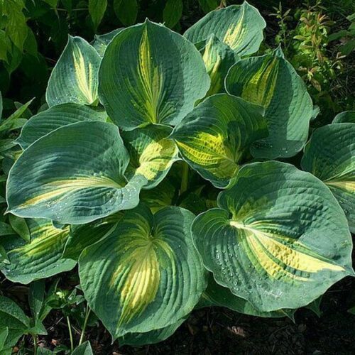 hosta dream queen