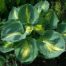 hosta dream queen