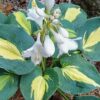 hosta dream queen