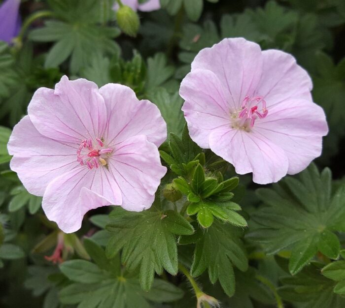 Verev Kurereha Apfelbl te Geranium Sanguineum Rannam e Puukool