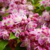 Aed-deutsia<br/>'Strawberry Fields'<br/><span class="toote_lisa">Deutzia x hybrida</span> - Image 4